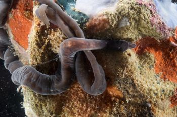 Media type: image;   Invertebrate Zoology 135323